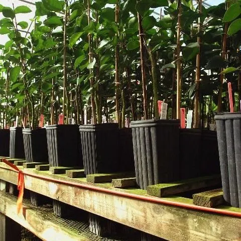 thumbnail for publication: Tree Assistance Program For Florida Citrus Greening